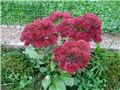 Sedum